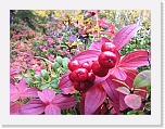 autum berries1804 * 800 x 600 * (427KB)